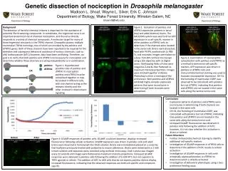 Genetic dissection of nociception in Drosophila melanogaster Madison L. Shoaf, Wayne L. Silver, Erik C. Johnson