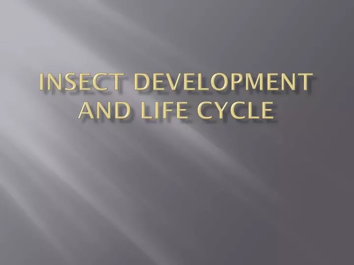 insect development and life cycle
