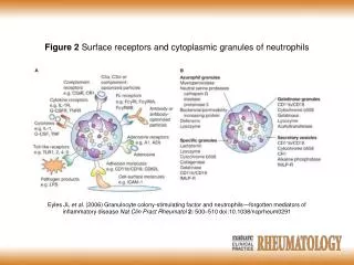 Figure 2 Surface receptors and cytoplasmic granules of neutrophils