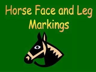 Horse Face and Leg Markings