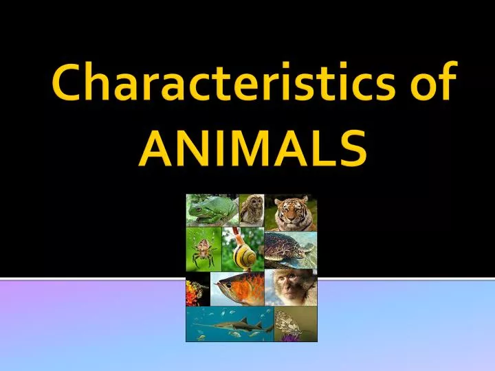 characteristics of animals