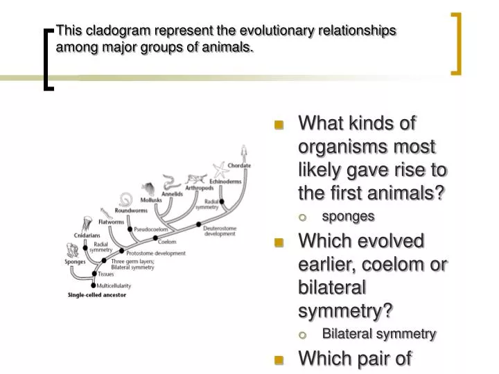 this cladogram represent the evolutionary relationships among major groups of animals