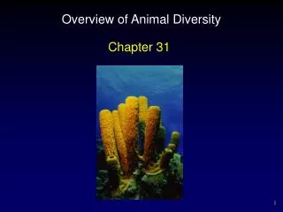 Overview of Animal Diversity