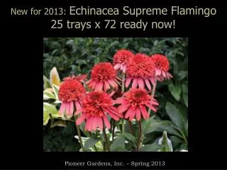 New for 2013: Echinacea Supreme Flamingo 25 trays x 72 ready now!
