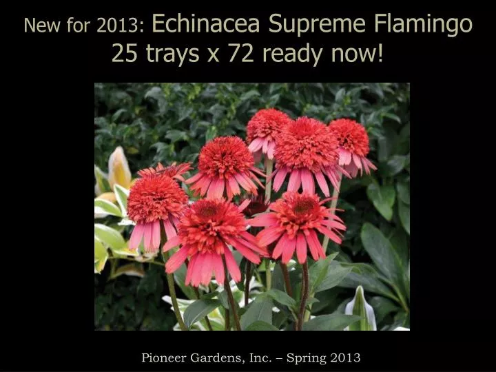 new for 2013 echinacea supreme flamingo 25 trays x 72 ready now