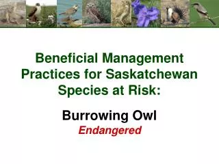 Beneficial Management Practices for Saskatchewan Species at Risk: Burrowing Owl Endangered