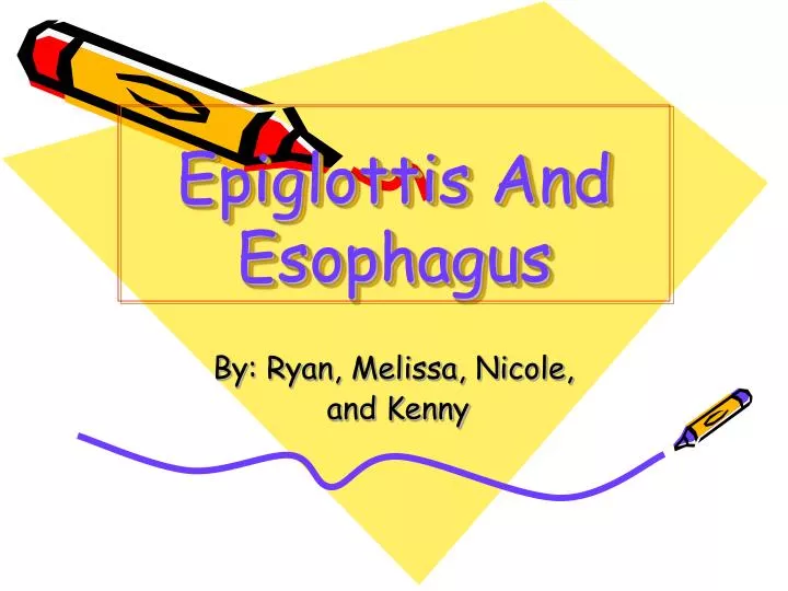 epiglottis and esophagus