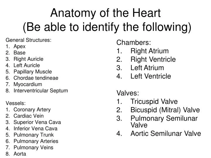 anatomy of the heart be able to identify the following