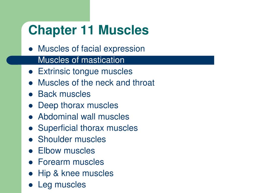 PPT - Chapter 11 Muscles PowerPoint Presentation, free download - ID ...