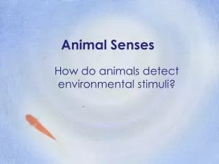 Animal Senses