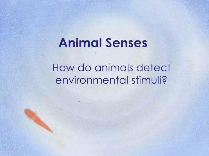animal senses