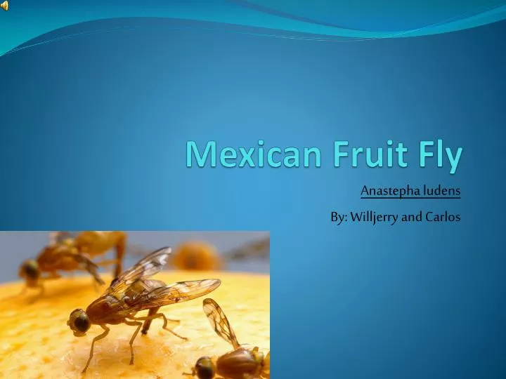 mexican fruit fly