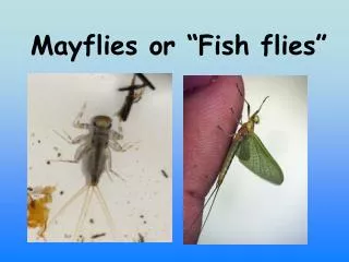 Mayflies or “Fish flies”