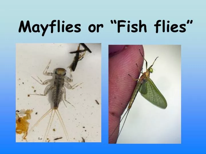 mayflies or fish flies