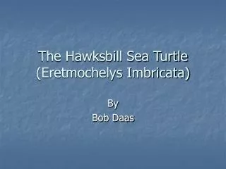 The Hawksbill Sea Turtle (Eretmochelys Imbricata)