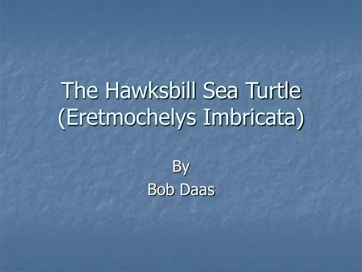 the hawksbill sea turtle eretmochelys imbricata