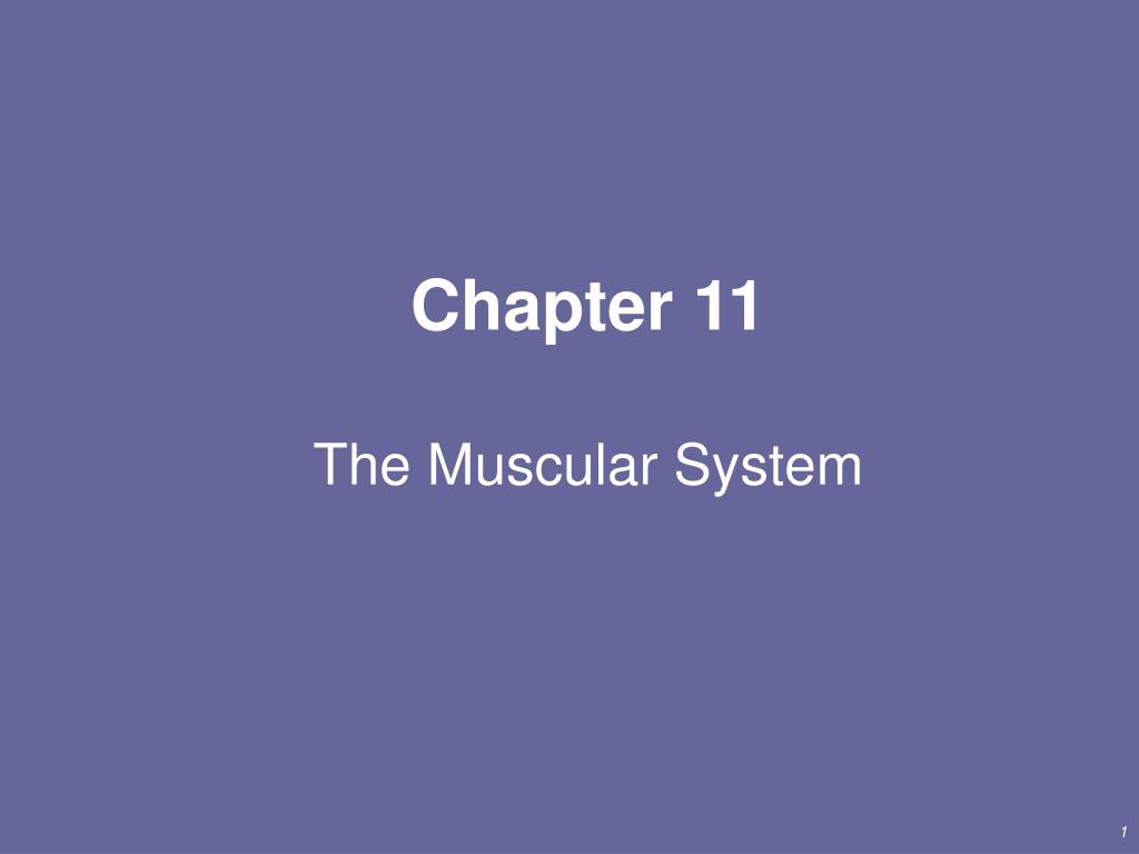 PPT - Chapter 11 The Muscular System PowerPoint Presentation, free ...