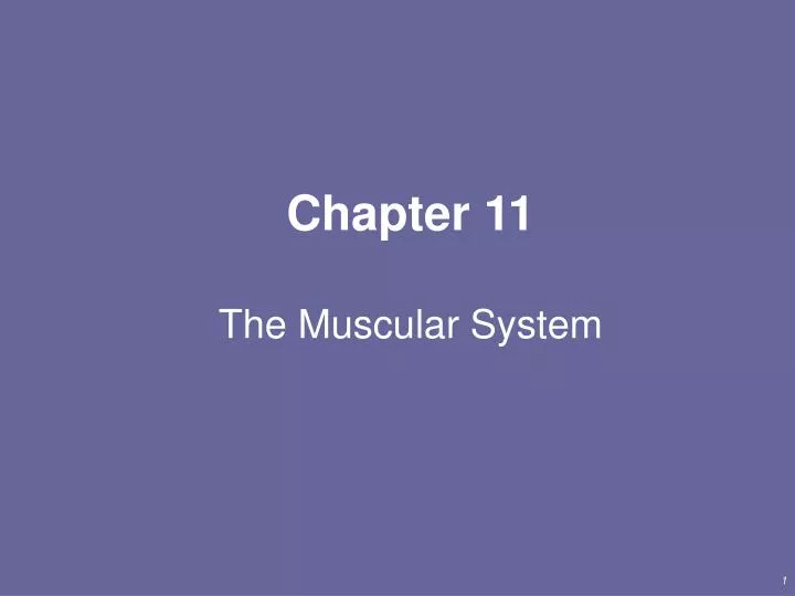 chapter 11 the muscular system