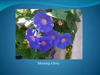 Morning Glory