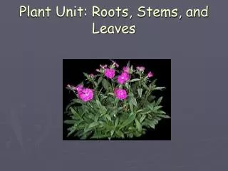 Plant Unit: Roots, Stems, and Leaves