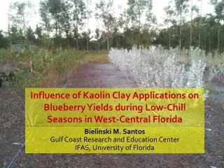 Influence of Kaolin Clay Applications on Blueberry Yields during Low-Chill Seasons in West-Central Florida