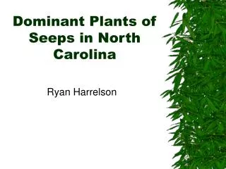 Dominant Plants of Seeps in North Carolina