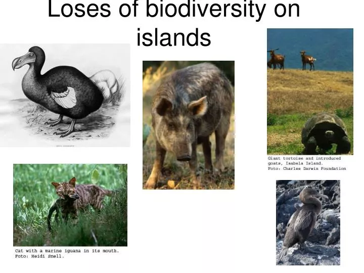loses of biodiversity on islands