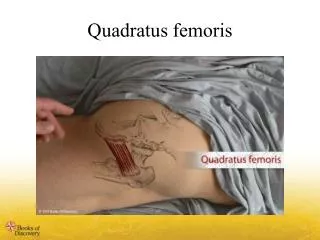 Quadratus femoris