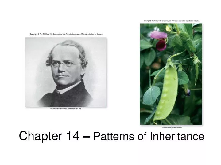 chapter 14 patterns of inheritance