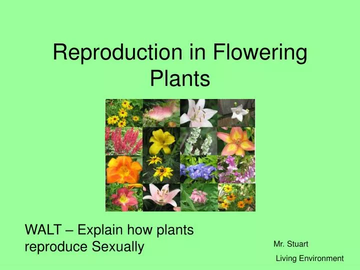 reproduction in flowering plants