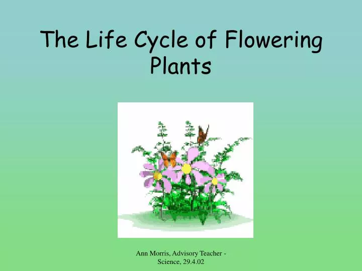 the life cycle of flowering plants