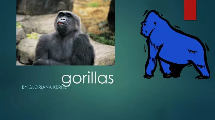 gorillas