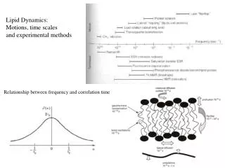 Lipid Dynamics: Motions, time scales and experimental methods