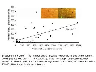 Supplemental Figure 1. The number of MC1-positive neurons is related to the number