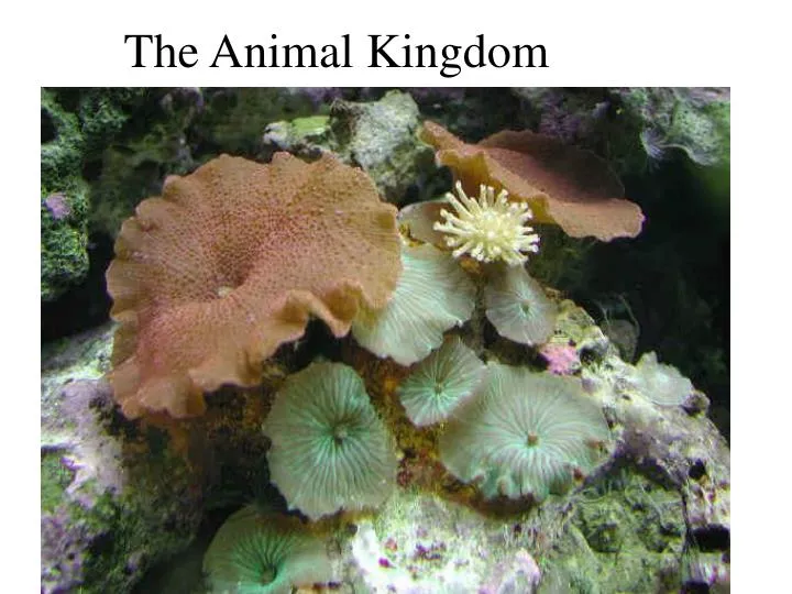 the animal kingdom