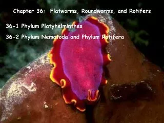 Chapter 36: Flatworms, Roundworms, and Rotifers
