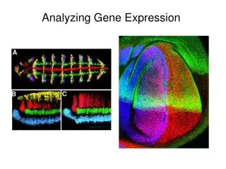 Analyzing Gene Expression
