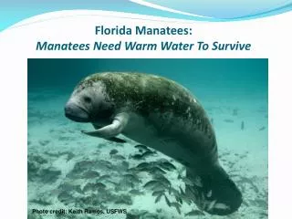 Florida Manatees: Manatees Need Warm Water To Survive