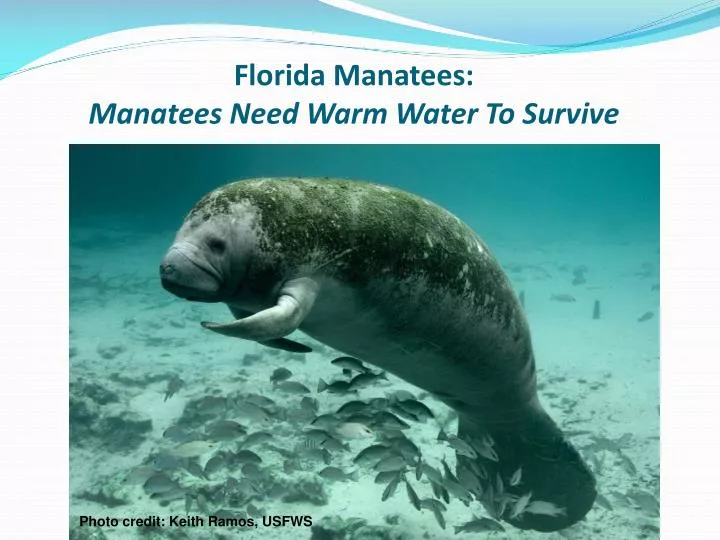florida manatees manatees need warm water to survive