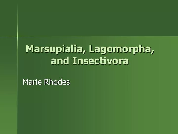marsupialia lagomorpha and insectivora