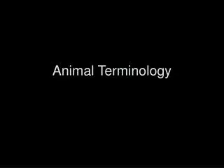 Animal Terminology