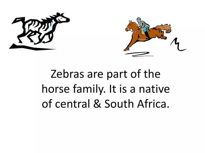 zebras are part of the horse family it is a native of central south africa