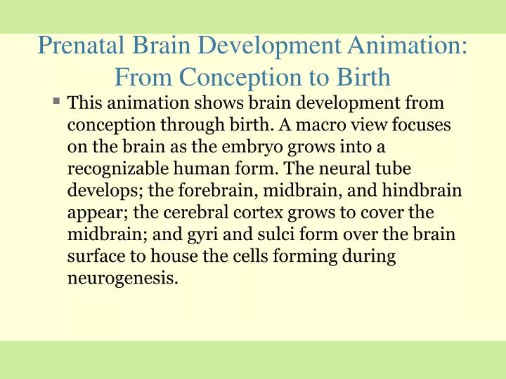 prenatal brain development animation from conception to birth