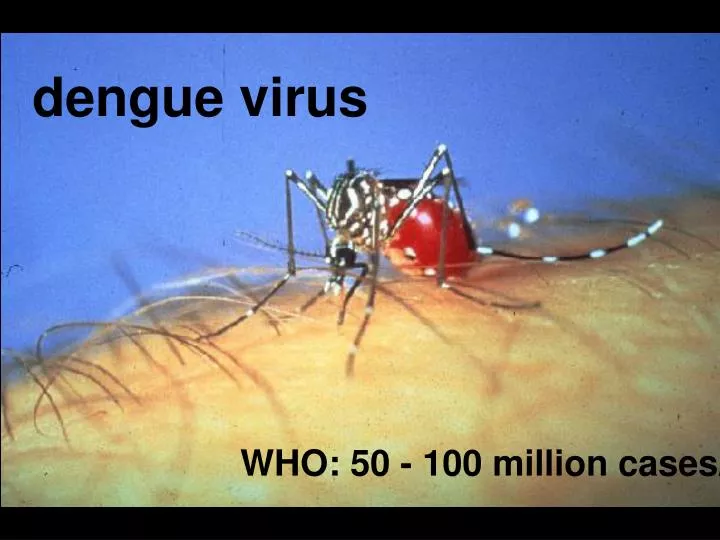 presentation on dengue virus