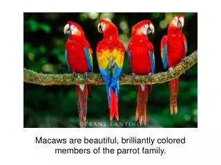 Macaws are beautiful, brilliantly colored members of the parrot family.