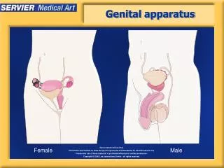 Genital apparatus