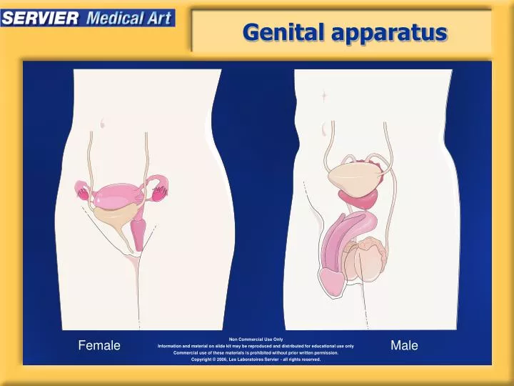 genital apparatus