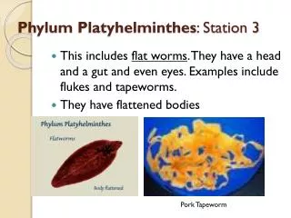 phylum platyhelminthes station 3