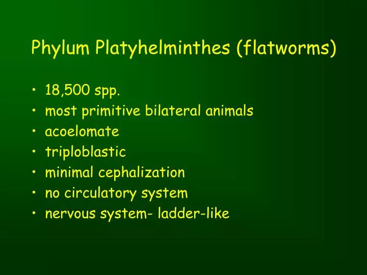 phylum platyhelminthes flatworms