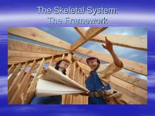 The Skeletal System: The Framework